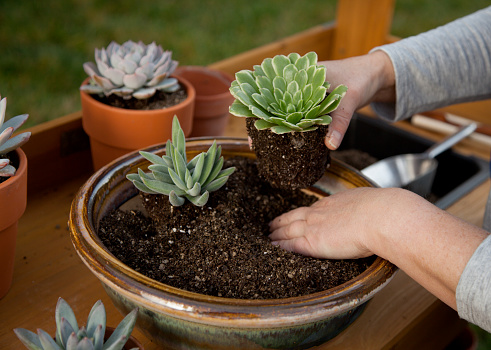 Planting succulent plant into a clay pot at garden bench in a backyard.