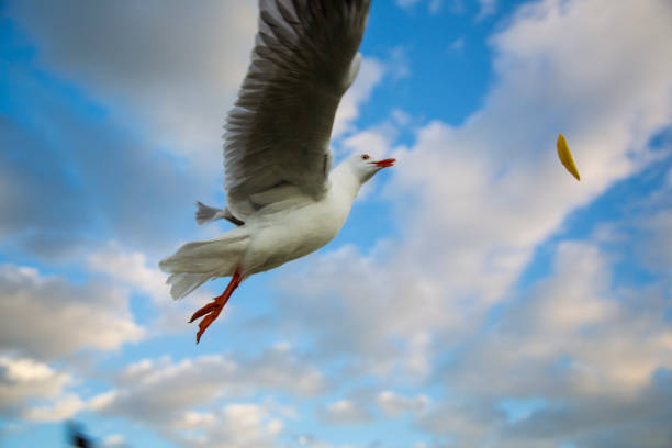Silver gull flies after a potato chip thrown to the air. This species is common in Australia. They live throughout the continent, smart and like to steal unattended food from the beach-goers.