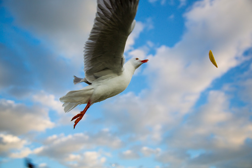 Silver gull flies after a potato chip thrown to the air. This species is common in Australia. They live throughout the continent, smart and like to steal unattended food from the beach-goers.