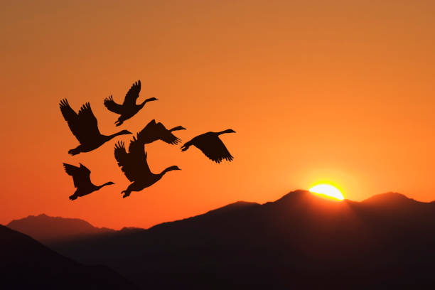 Very relaxing sunrise with silhouetted birds flying toward the sunrise