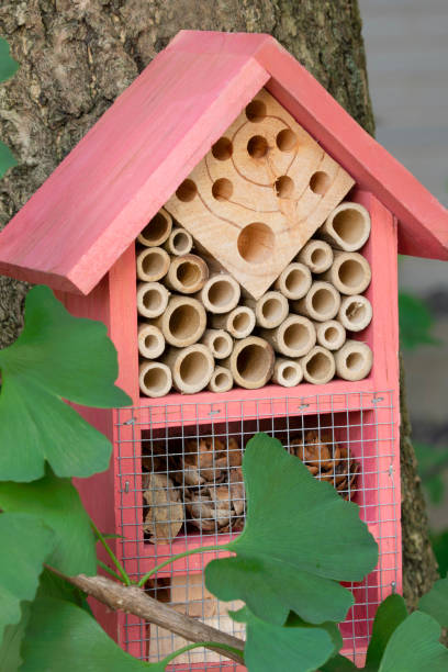 istock Beautiful pink insect house in a ginkgo tree 1278340160