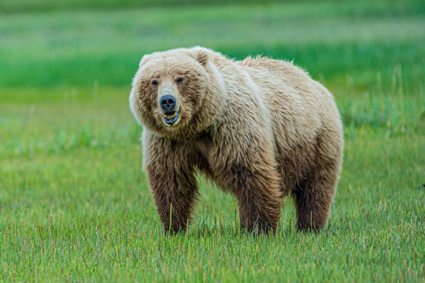 Alaska Peninsula brown bear, Ursus arctos, in Hallo Bay of Katmai National Park, Alaska. Female in the field of grass. Alaska Peninsula brown bear, Ursus arctos, in Hallo Bay of Katmai National Park, Alaska. Female in the field of grass. katmai peninsula stock pictures, royalty-free photos & images