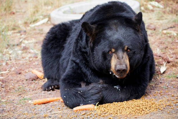 istock Black bear laying down eating a carrot and kibbles 1278341824