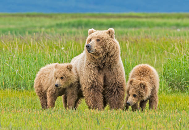 orso bruno della penisola dell'alaska, madre & cucciolo, ursus arctos, a hallo bay nel katmai national park, alaska. - orso grizzly foto e immagini stock