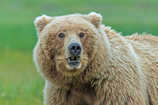 аляскинский бурый медведь, ursus arctos, в заливе халло национального парка катмай, аляска. самка в области травы. - brown bear alaska katmai national park animal стоковые фото и изображения