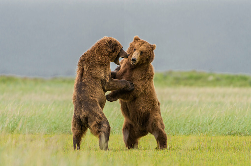Alaska Peninsula brown bears sparring, Ursus arctos. Hallo Bay in Katmai National Park, Alaska.