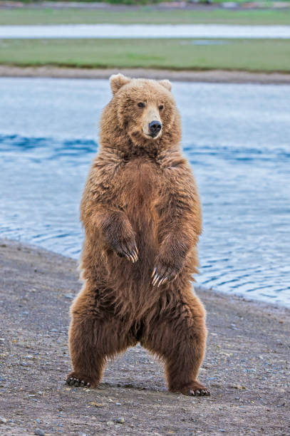 бурый медведь полуострова аляска, ursus arctos, в заливе халло национального парка катмай, аляска. стоя на задних лапах. - brown bear alaska katmai national park animal стоковые фото и изображения