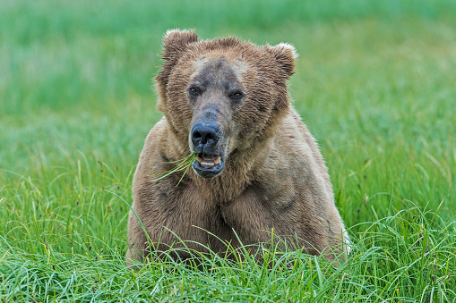 Male Alaska Peninsula brown bear eating grass at Kukak Bay in Katmai National Park, Alaska.