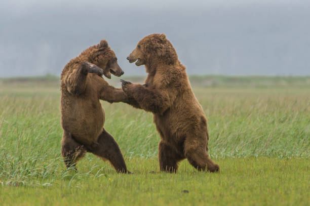 аляска полуострова бурых медведей спарринг, ursus arctos. залив халло в национальном парке катмай, аляска. - brown bear alaska katmai national park animal стоковые фото и изображения