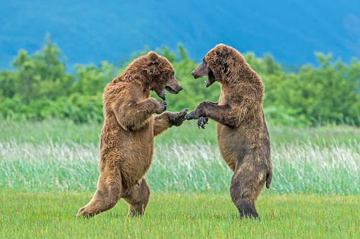 Alaska Peninsula brown bears sparring, Ursus arctos. Hallo Bay in Katmai National Park, Alaska.