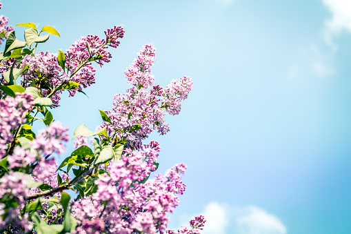Lilac spring blooming tree branches on a blue sky with small white clouds background. Copyspace