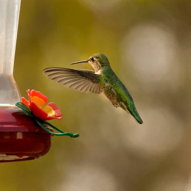 istock Flying to feed Hummingbird 1278344476