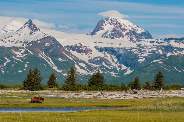 braunbär, grizzlybär, ursus arctos; hallo bay, katmai nationalpark, alaska. die aleuten bergkette mit schnee. - katmai national park stock-fotos und bilder