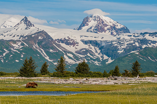 Brown Bear, Grizzly Bear,  Ursus arctos; Hallo Bay, Katmai National Park, Alaska. The Aleutian Range of mountain behind with snow.