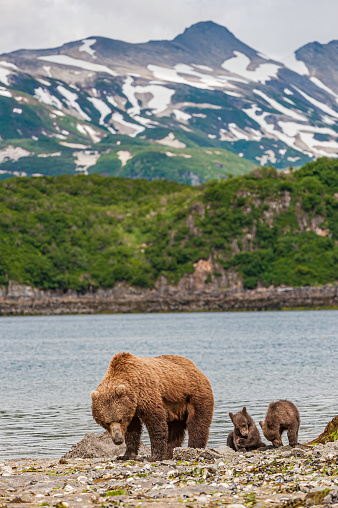 Brown Bear and Cubs, Ursus arctos; Digging for clams at the beach in Geographic Bay, Katmai National Park, Alaska. Feeding on clams found in the sand.