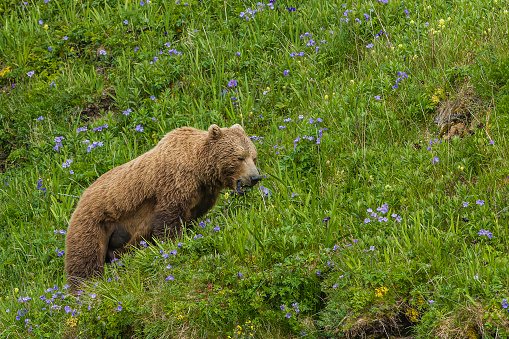 Osos Pardos, Ursus arctos; Geographic Bay, Parque Nacional Katmai, Alaska. Oso pardo hembra en un campo de hierba y flores silvestres. photo