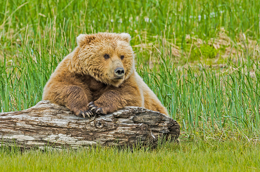 Brown Bears, Grizzly Bear,  Ursus arctos; Hallo Bay, Katmai National Park, Alaska. Resting on a large log.