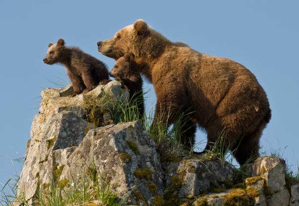 braunbär und cubs on watch, ursus arctos, hallo bay, katmai national park, alaska. mutter mit jungen auf einem felsigen hügel auf der suche nach dem männlichen bären. - katmai national park stock-fotos und bilder