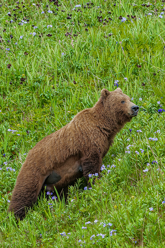 Osos Pardos, Ursus arctos; Geographic Bay, Parque Nacional Katmai, Alaska. Oso pardo hembra en un campo de hierba y flores silvestres. photo