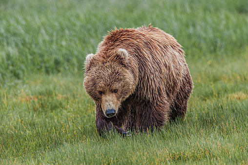 Oso Pardo, Oso Grizzly, Ursus arctos; Hallo Bay, Parque Nacional Katmai, Alaska. photo