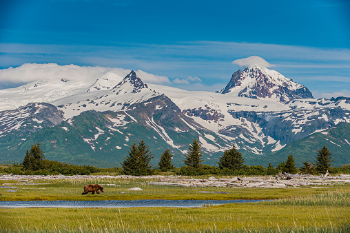 Brown Bear, Grizzly Bear,  Ursus arctos; Hallo Bay, Katmai National Park, Alaska. The Aleutian Range of mountain behind with snow.
