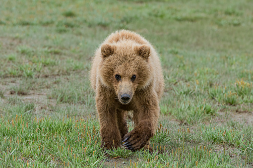 Brown bear cub, Ursus arctos, playing in the grass at Hallo Bay, Katmai National Park, Alaska.
