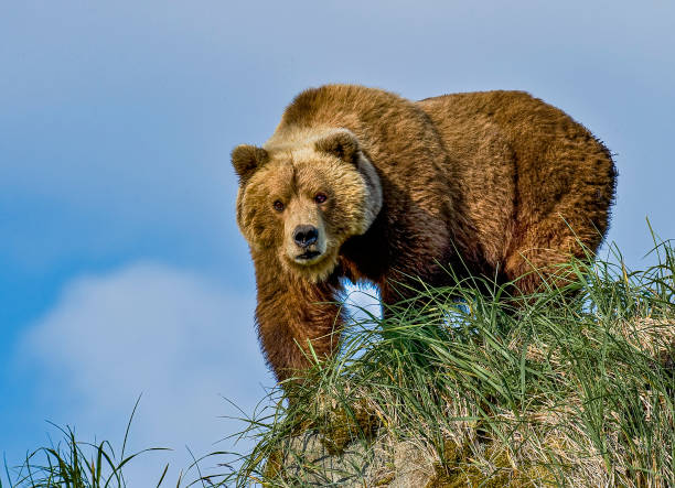 alaska peninsula braunbär, ursus arctos, in hallo bay of katmai national park, alaska. weibchen auf felsen auf der suche nach einem gefährlichen männlichen bären. - braunbär stock-fotos und bilder