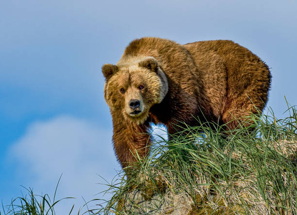 ours brun de péninsule de l’alaska, arctos d’ursus, dans le parc national de hallo bay of katmai, alaska. femelle sur la roche recherchant un ours mâle dangereux. - grizzli photos et images de collection