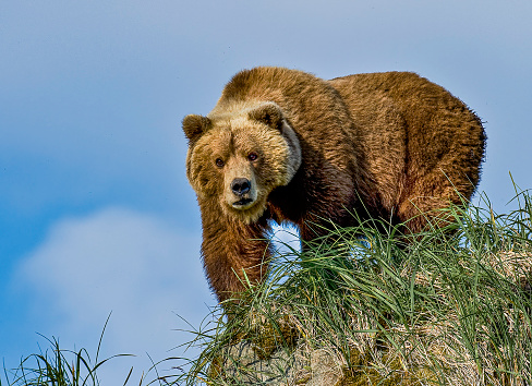 Alaska Peninsula brown bear, Ursus arctos, in Hallo Bay of Katmai National Park, Alaska. Female on rock looking for a dangerous male bear.