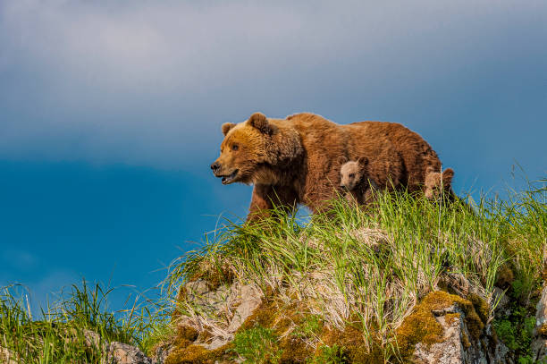 oso pardo y cachorros en watch, ursus arctos, hallo bay, parque nacional katmai, alaska. madre con cachorros en una colina rocosa buscando al oso macho. - brown bear alaska katmai national park animal fotografías e imágenes de stock