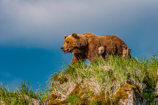 Brown Bear and Cubs on Watch, Ursus arctos, Hallo Bay, Katmai National Park, Alaska. Mother with cubs on a rocky hill looking for the male bear.