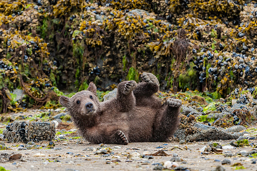 Mother Brown Bear and Cubs, Ursus arctos, digging for clams at the beach in Geographic Bay, Katmai National Park, Alaska. Feeding on clams found in the sand. Young bears playing while the mother looks for clams.