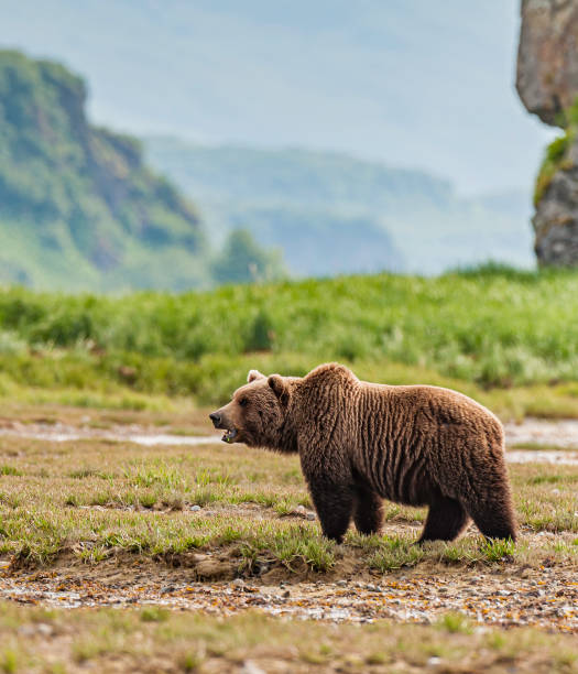 oso pardo, ursus arctos, bahía hallo, parque nacional katmai, alaska. oso macho. - brown bear alaska katmai national park animal fotografías e imágenes de stock