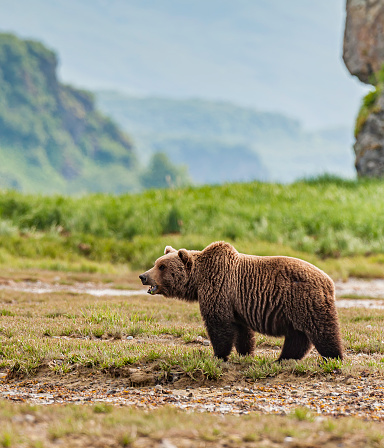 Brown Bear, Ursus arctos, Hallo Bay,  Katmai National Park, Alaska. Male bear.