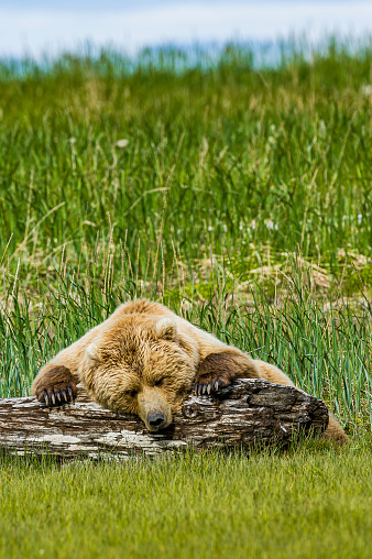 Brown Bears, Grizzly Bear,  Ursus arctos; Hallo Bay, Katmai National Park, Alaska. Sleeping on a log. Claws on the front legs showing.