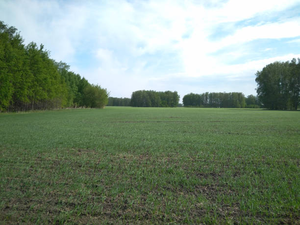 istock field with green grass young seedlings in spring 1278347518