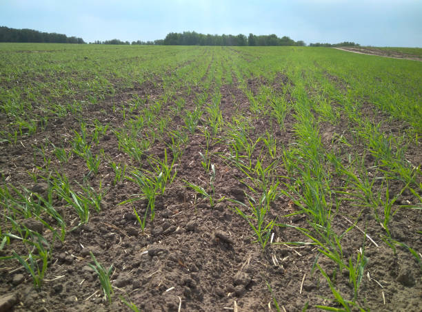 istock field with green grass young seedlings in spring 1278347538