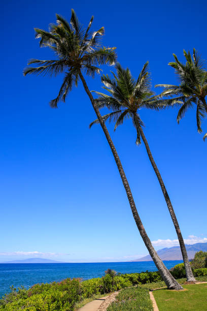 istock Resort by the sea 1278349436