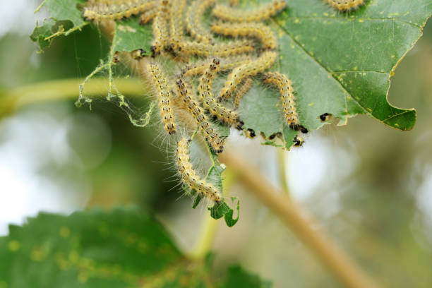 istock Hyphantria cunea larva crawling on green leaf 1278352116