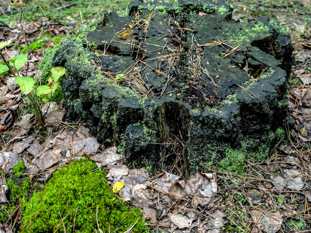 istock old ruined stump overgrown with moss lichen and grass 1278352531