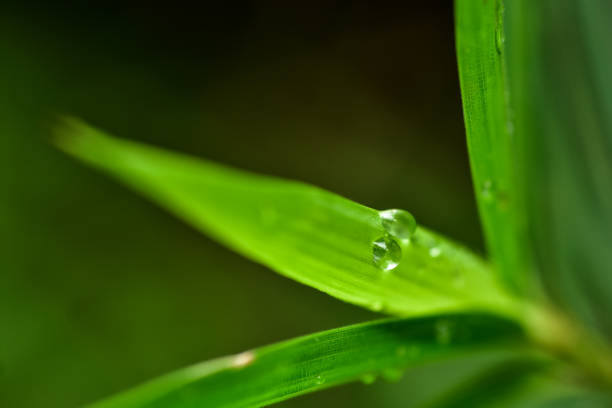 istock water drop on green bamboo leaf with blurred background 1278354417