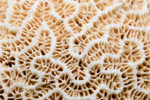 Brain Network - close up photograph of a brain coral