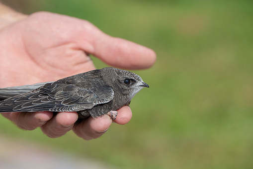 The man hand holds the swifts found in order to let go, close up. Newborn swift in human arms on a sunny summer day. Care of a small bird that fell out of the nest. Wildlife conservation.