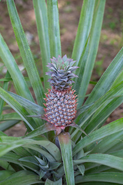istock Pineapple growing in a plantation, tropical fruit, Thailand. Close up 1278357767