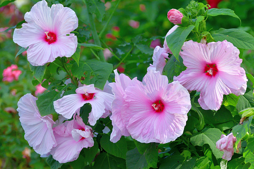 Pink tropical hibiscus flower growing in spring garden blue sea background