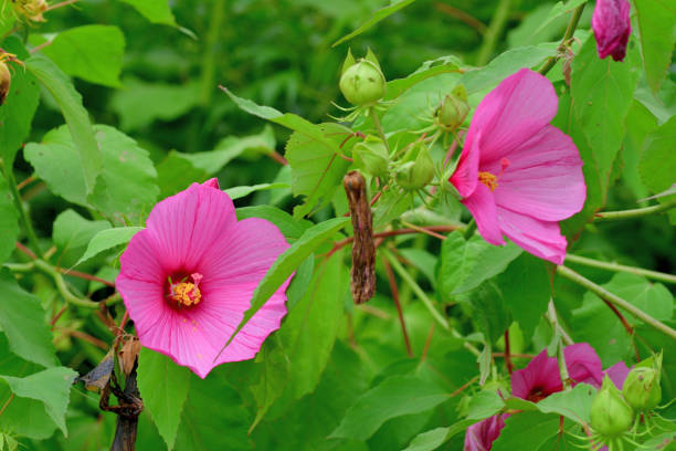 hibiscus moscheutos / rose mallow / swamp mallow flower - stem pollen hibiscus beauty in nature photos et images de collection
