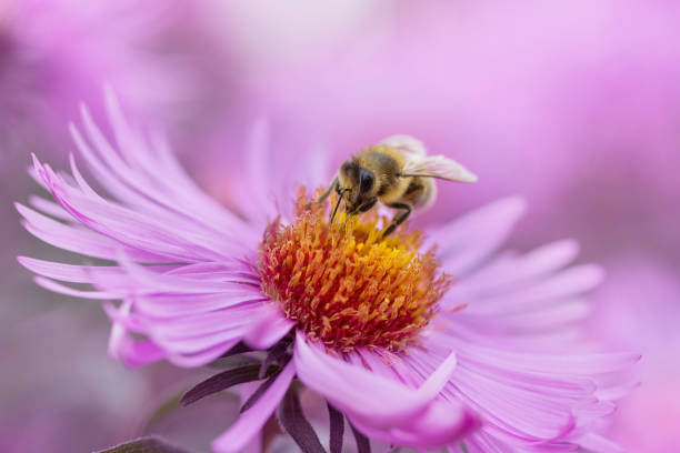 istock bee on pink flowers close up 1278358603