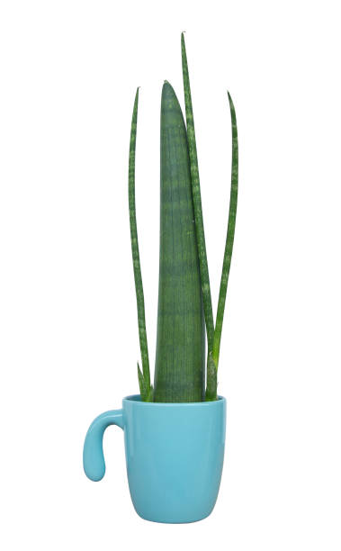 istock Sansevieria Cylindrica put in the blue ceramic cup and Die cut white isolated, focus selective. 1278358773