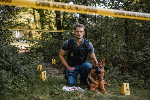 K9 Police Officer and Trained Dog at Woodland Crime Scene Working portrait of serious young male police officer with German Shepherd inspecting crime scene in woodland area and looking at camera. police dog handler stock pictures, royalty-free photos & images