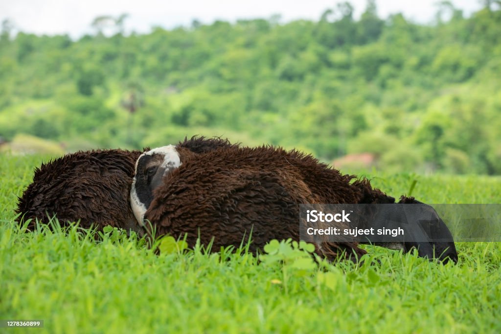 two beautiful sheep sleeping on eachother in wide open grass field. live stock image of asian sheep Agricultural Field Stock Photo